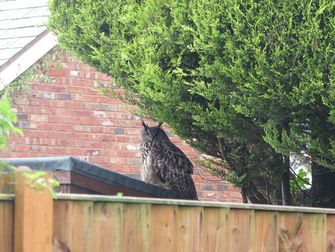 Giant Eagle Owl Makes Home In Hale Village